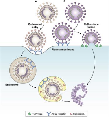 Corrigendum: SARS-CoV-2 Omicron variants: burden of disease, impact on vaccine effectiveness and need for variant-adapted vaccines